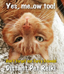PET DISTANT REIKI - 10 or More Sessions