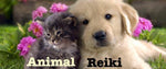 ANIMAL HEALING: 9 Courses Package